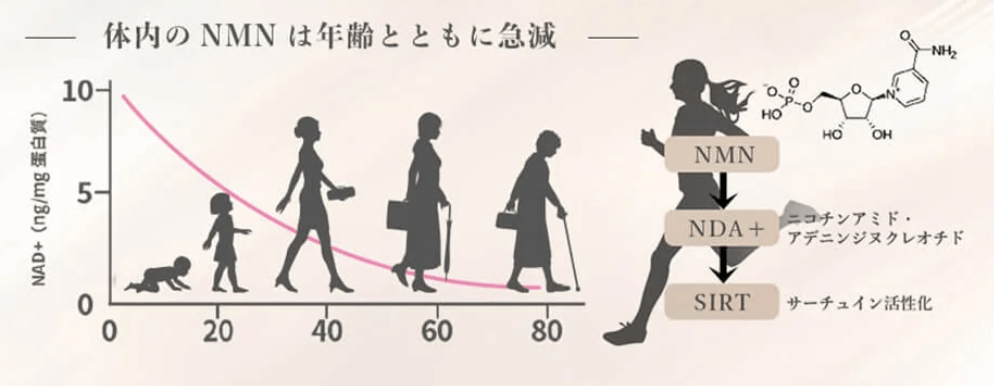 NMNが加齢とともに減少することを表す画像
